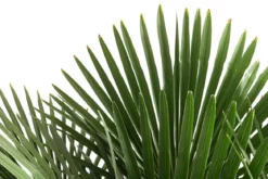XXL Hanfpalme, ca. 150-180 cm
