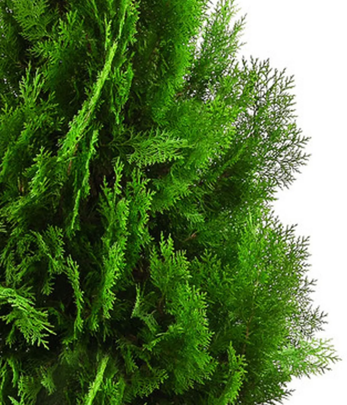 XXL Lebensbaum 'Pyramidalis Aurea', ca. 125-150 cm