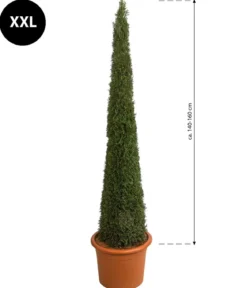 XXL Lebensbaum 'Smaragd' Torwächter