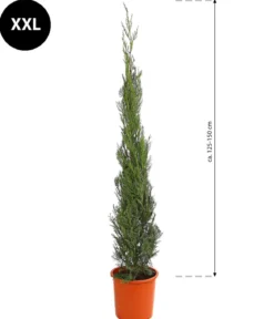 XXL Leyland-Zypresse 'Pyramidalis', ca. 125-150 cm