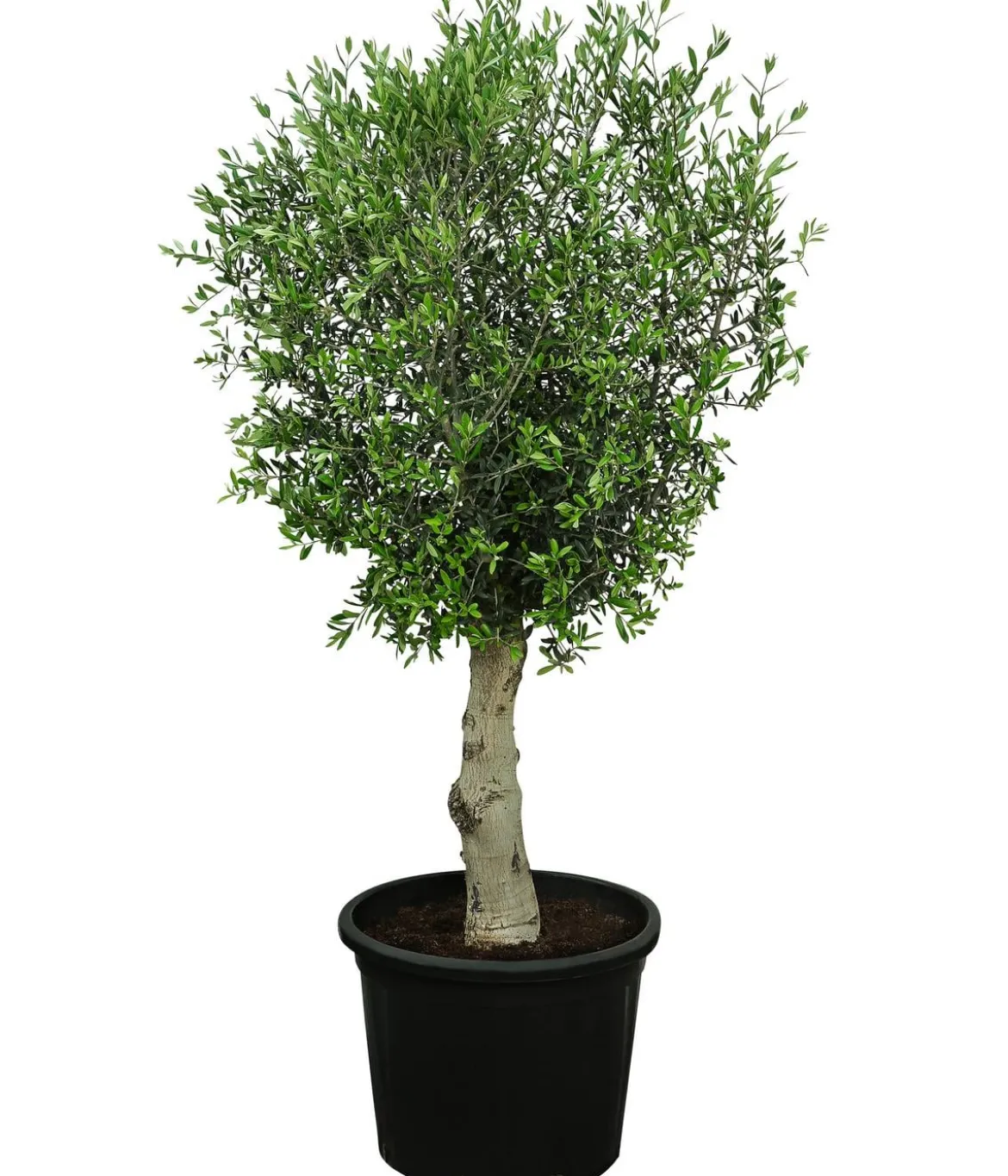 XXL Olivenbaum, ca. 180-220 cm