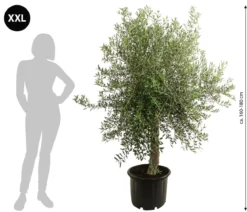 XXL Olivenbaum, ca. 160-180 cm