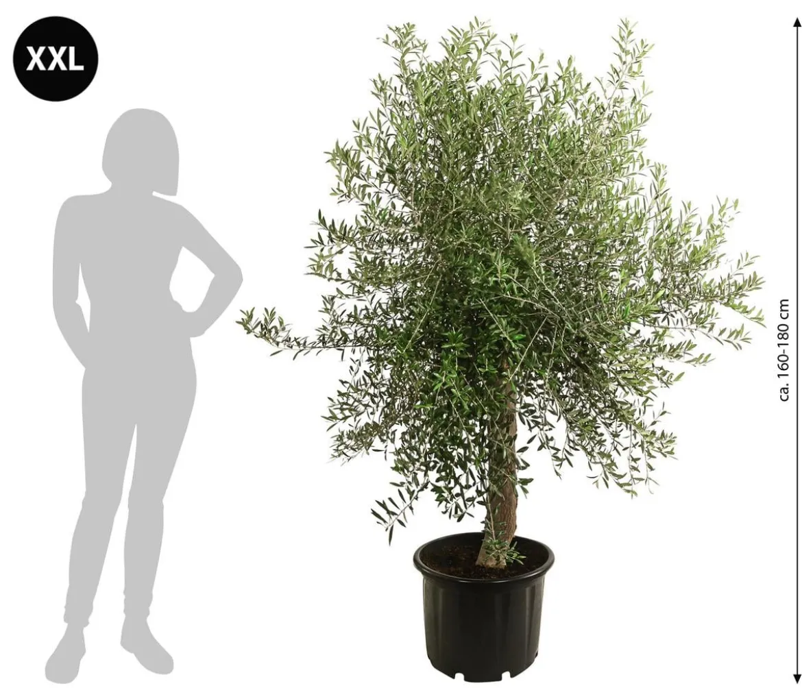 XXL Olivenbaum, ca. 160-180 cm