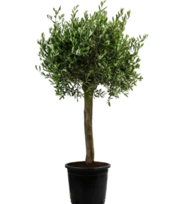 XXL Olivenbaum, ca. 160-170 cm