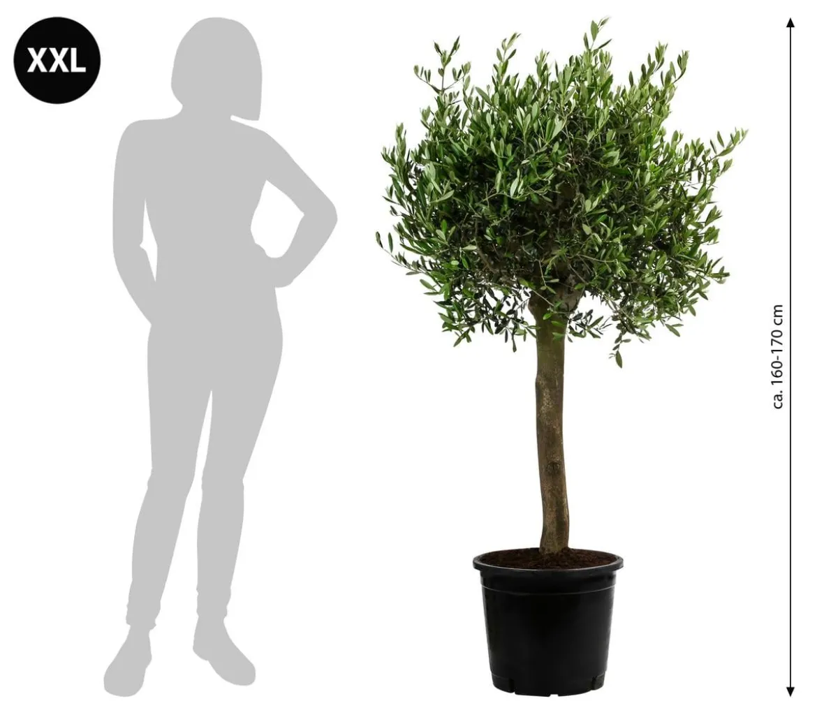 XXL Olivenbaum, ca. 160-170 cm