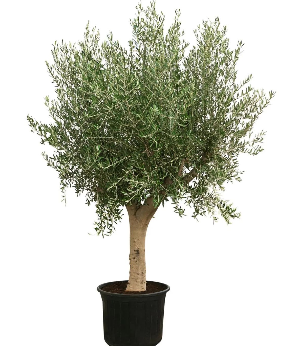 XXL Olivenbaum, ca. 200-250 cm