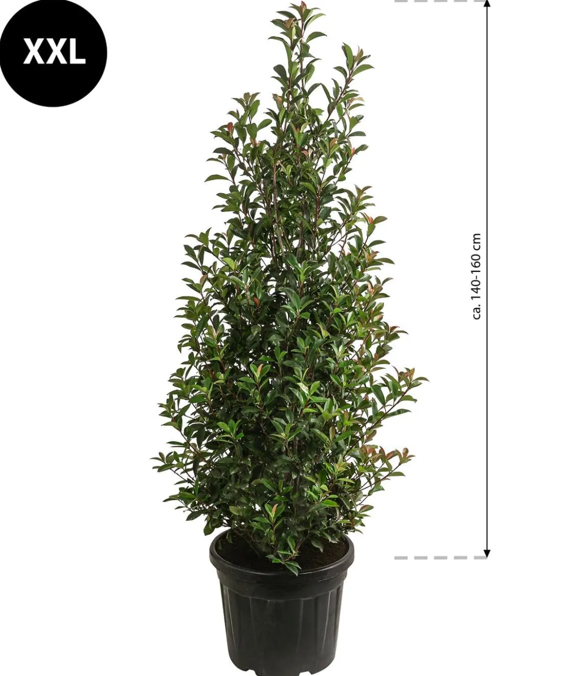 XXL Purpur-Glanzmispel 'Glanzkopf', ca. 140-160 cm