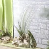 XXL Tillandsien-Set - Tillandsia Hybride, 3-teilig