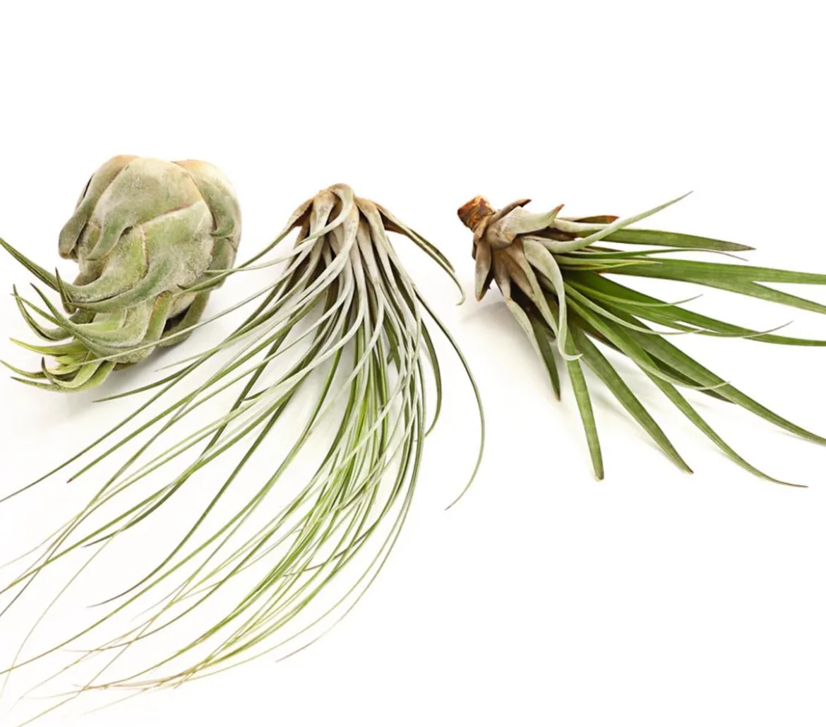 XXL Tillandsien-Set - Tillandsia Hybride, 3-teilig