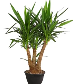 Yucca-Palme - Yucca elephantipes, verzweigt