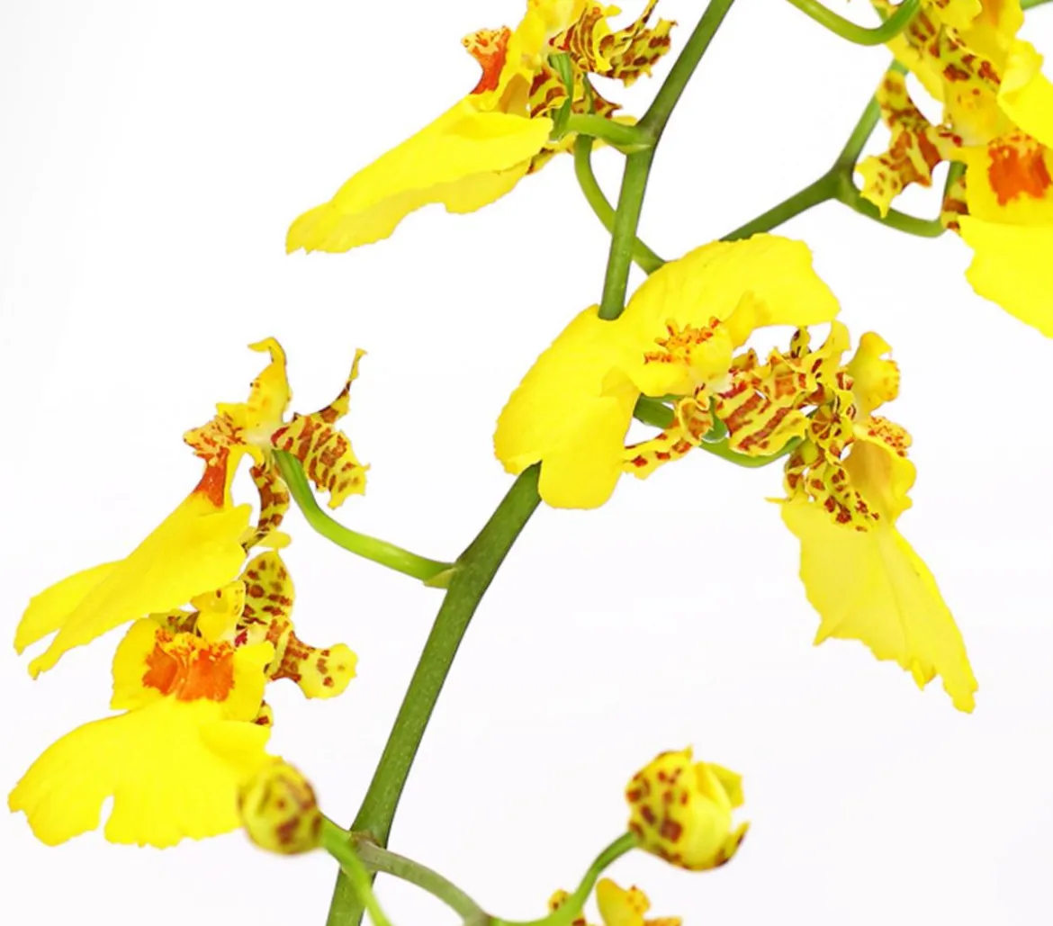 Zahnzungen-Orchidee - Odontoglossum-Hybriden, verschiedene Sorten