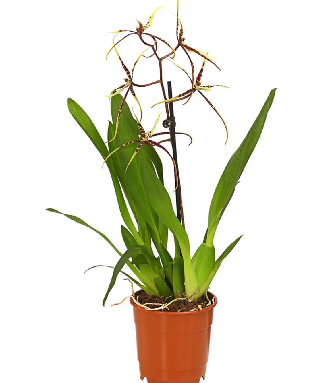 Zahnzungen-Orchidee - Odontoglossum-Hybriden, verschiedene Sorten
