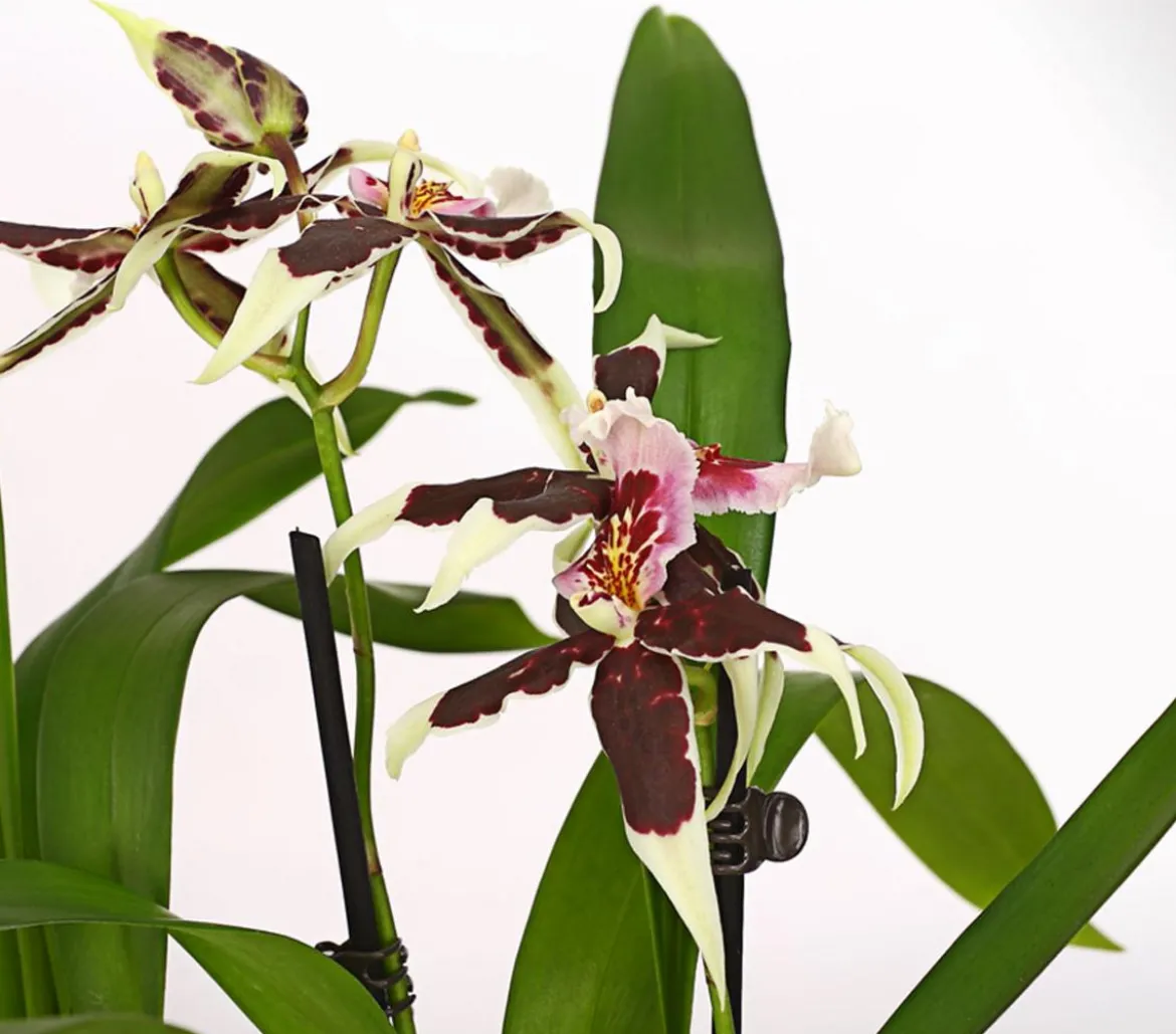 Zahnzungen-Orchidee - Odontoglossum-Hybriden, verschiedene Sorten