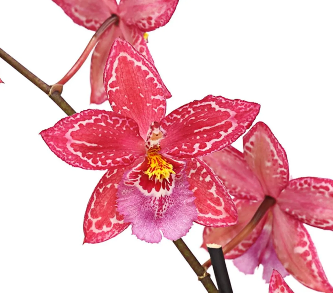 Zahnzungen-Orchidee - Odontoglossum-Hybriden, verschiedene Sorten