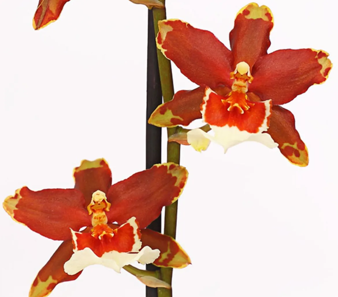 Zahnzungen-Orchidee - Odontoglossum-Hybriden, verschiedene Sorten