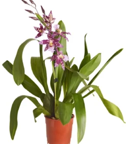 Zahnzungen-Orchidee - Odontoglossum-Hybriden, verschiedene Sorten