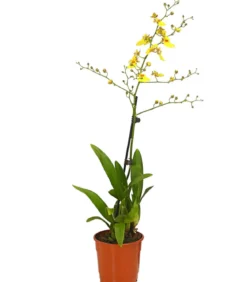 Zahnzungen-Orchidee - Odontoglossum-Hybriden, verschiedene Sorten