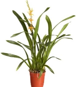 Zahnzungen-Orchidee - Odontoglossum-Hybriden, verschiedene Sorten