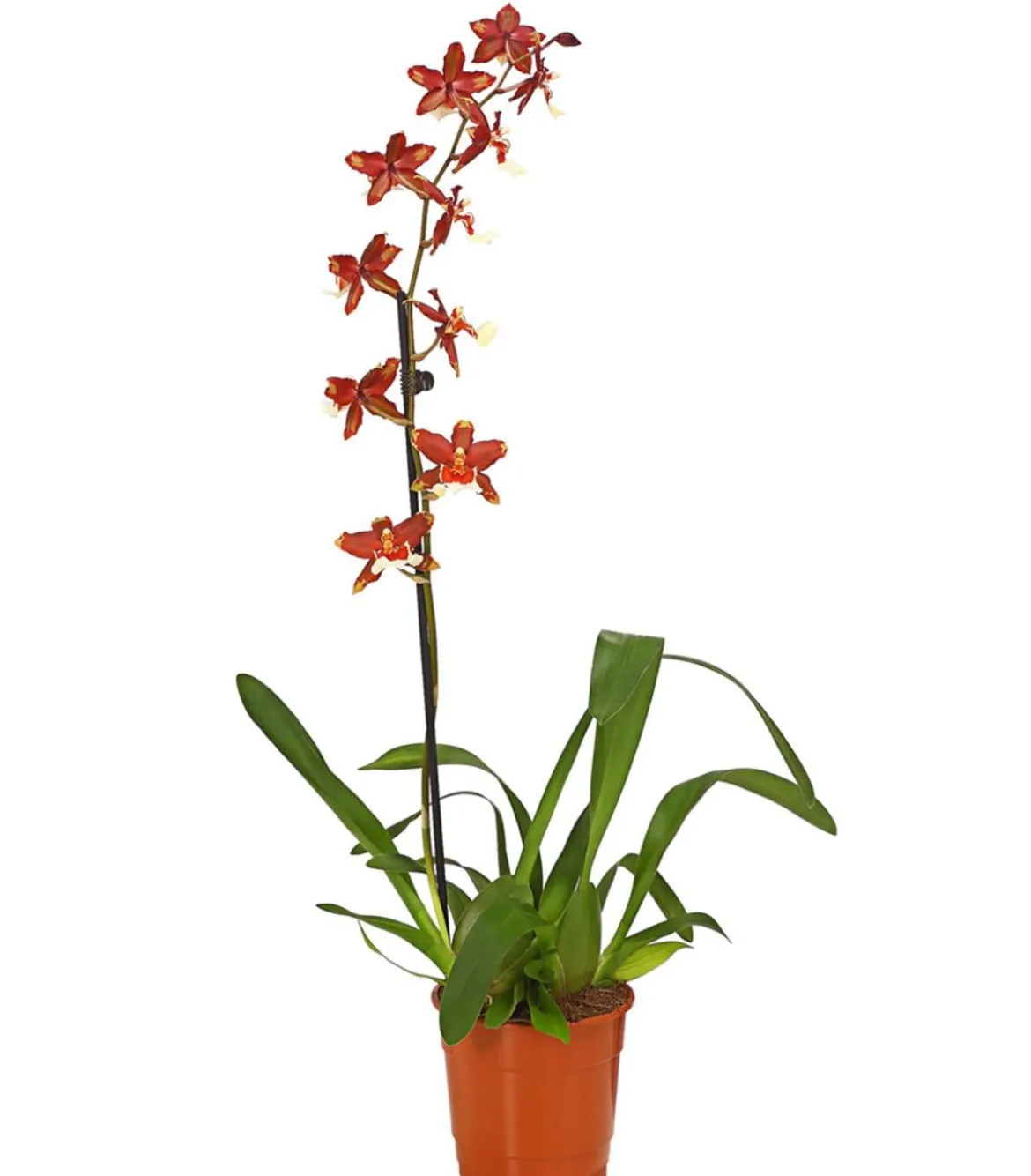 Zahnzungen-Orchidee - Odontoglossum-Hybriden, verschiedene Sorten