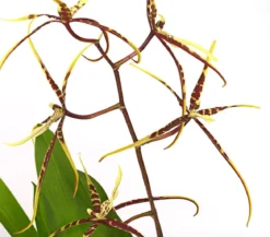 Zahnzungen-Orchidee - Odontoglossum-Hybriden, verschiedene Sorten