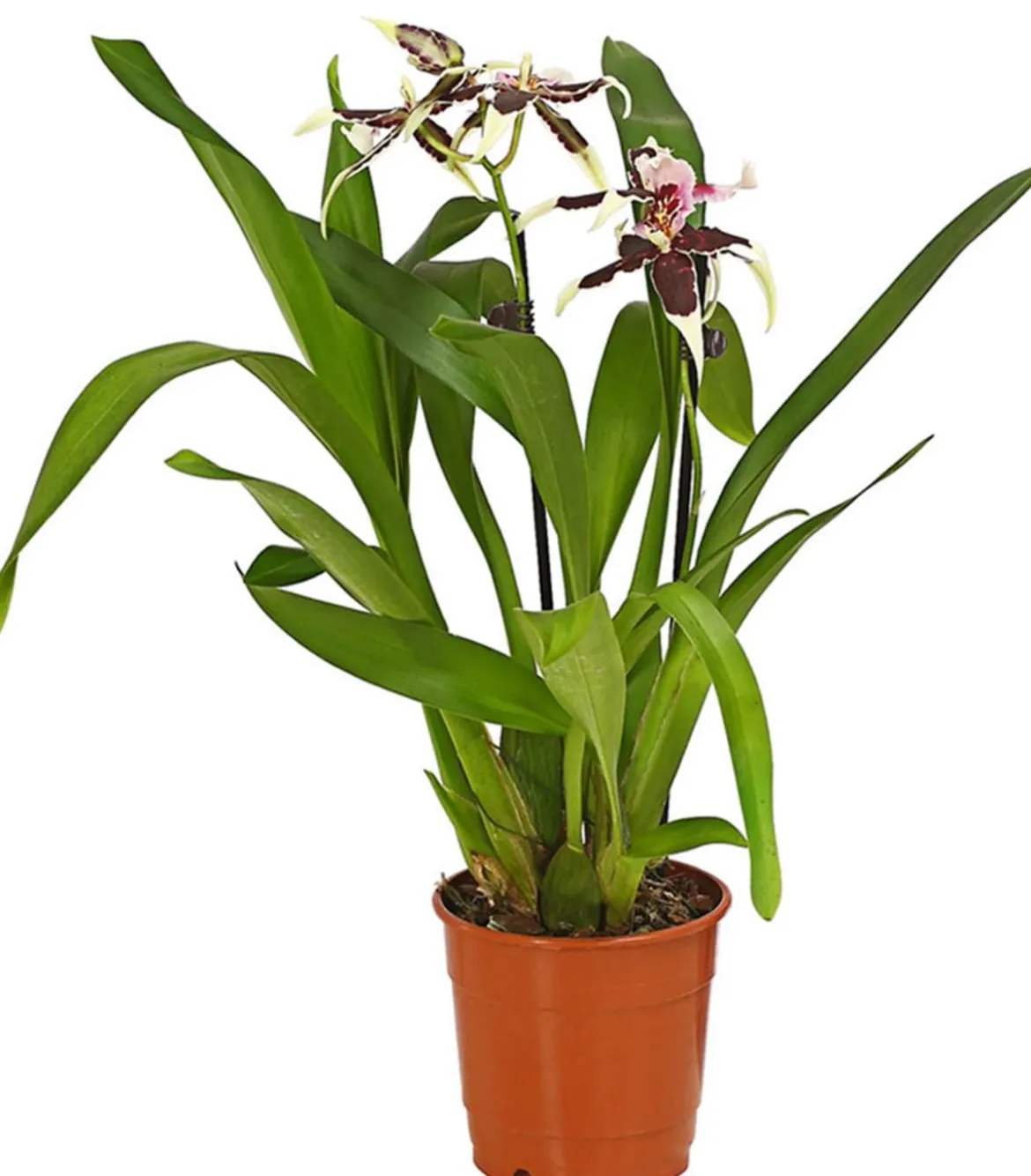 Zahnzungen-Orchidee - Odontoglossum-Hybriden, verschiedene Sorten