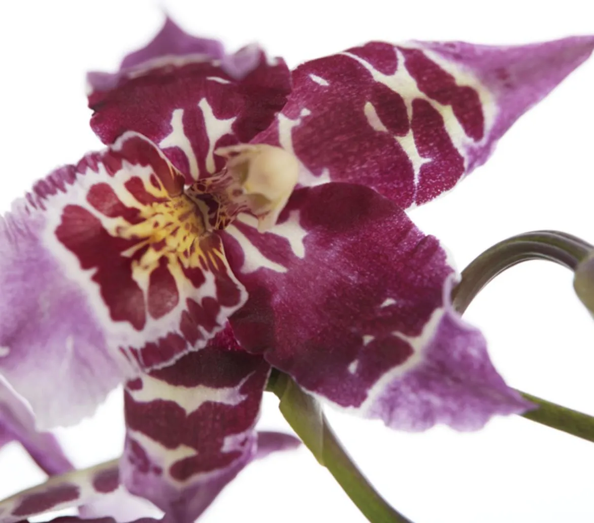 Zahnzungen-Orchidee - Odontoglossum-Hybriden, verschiedene Sorten