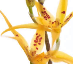Zahnzungen-Orchidee - Odontoglossum-Hybriden, verschiedene Sorten