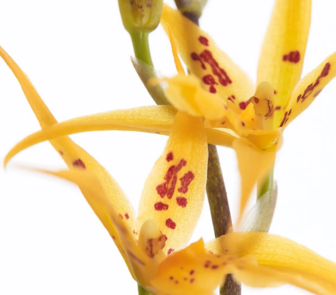 Zahnzungen-Orchidee - Odontoglossum-Hybriden, verschiedene Sorten