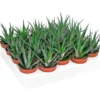 Zebra-Haworthie - Haworthia fasciata