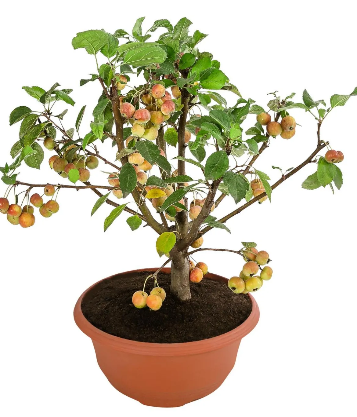 Zierapfel