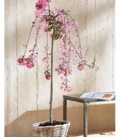 Zierapfel 'Royal Beauty', Kaskaden-Stämmchen