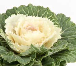 Zierkohl