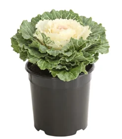 Zierkohl