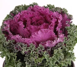 Zierkohl