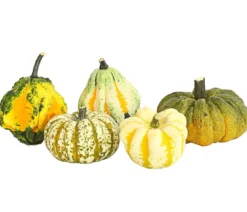 Zierkürbis-Set, ca. Ø12-17 cm, verschiedene Sorten, 5-teilig