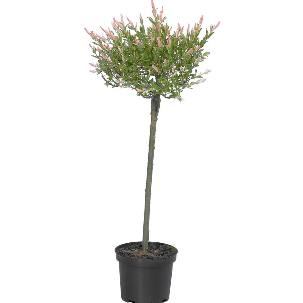 Zierweide 'Hakuro Nishiki'