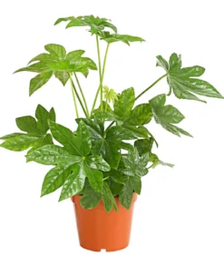 Zimmeraralie - Fatsia japonica