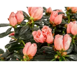 Zimmerazalee - Rhododendron simsii 'Christine®', Stämmchen, rosa