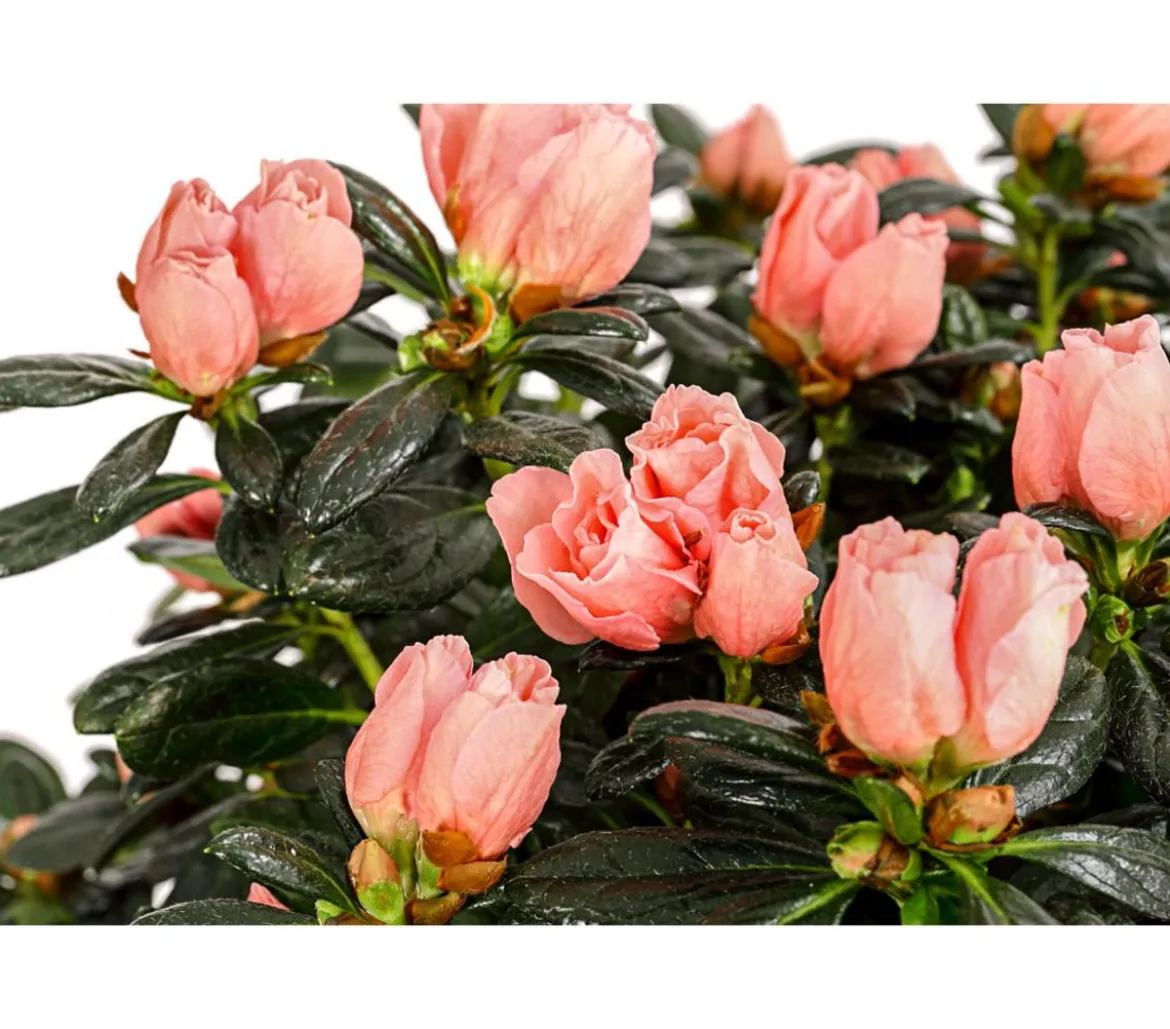 Zimmerazalee - Rhododendron simsii 'Christine®', Stämmchen, rosa