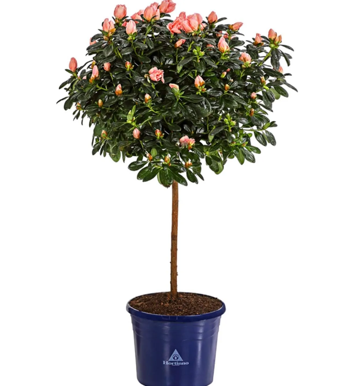 Zimmerazalee - Rhododendron simsii 'Christine®', Stämmchen, rosa
