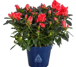 Zimmerazalee - Rhododendron simsii 'Christine® Siena'