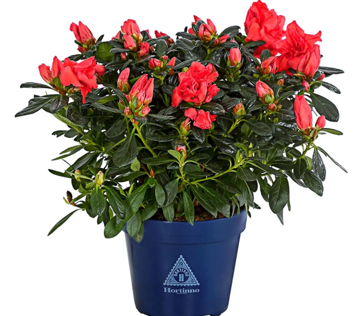 Zimmerazalee - Rhododendron simsii 'Christine® Siena'