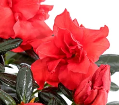 Zimmerazalee - Rhododendron simsii 'Christine® Siena'