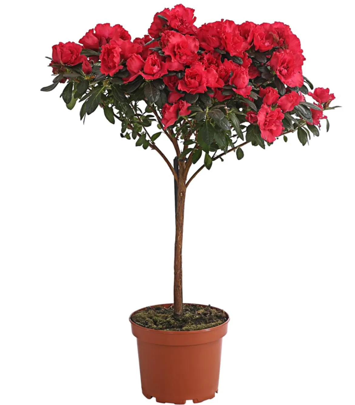 Zimmerazalee - Rhododendron simsii, Stämmchen, verschiedene Farben