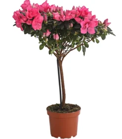 Zimmerazalee - Rhododendron simsii, Stämmchen, verschiedene Farben