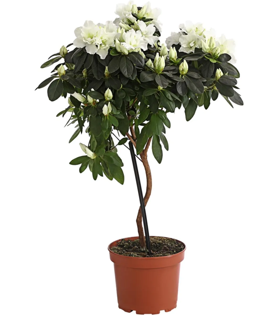 Zimmerazalee - Rhododendron simsii, Stämmchen, verschiedene Farben