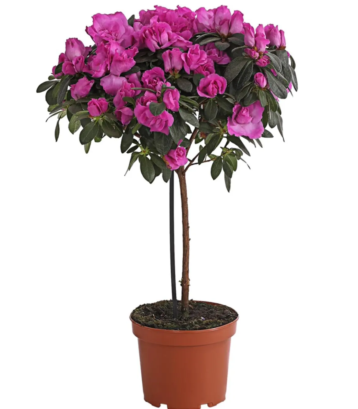 Zimmerazalee - Rhododendron simsii, Stämmchen, verschiedene Farben