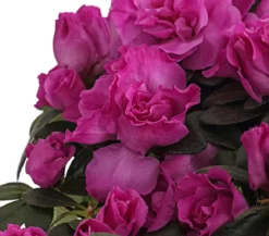 Zimmerazalee - Rhododendron simsii, Stämmchen, verschiedene Farben