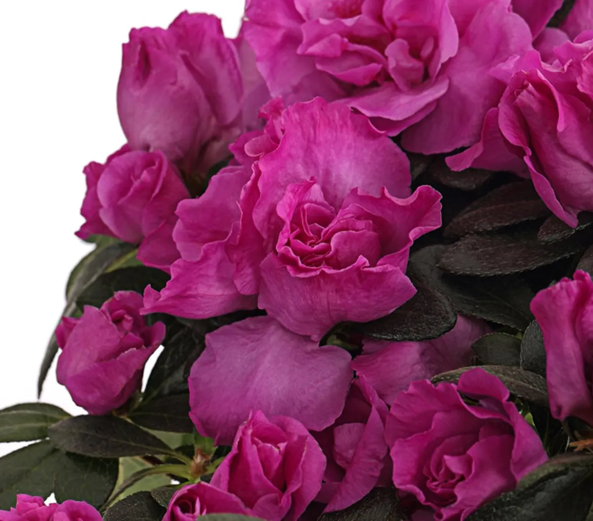 Zimmerazalee - Rhododendron simsii, Stämmchen, verschiedene Farben