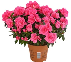 Zimmerazalee - Rhododendron simsii 'Remembrance'